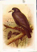Original Old Vintage Print Birds Color Fine Art Rook Bird C1921 20th Century