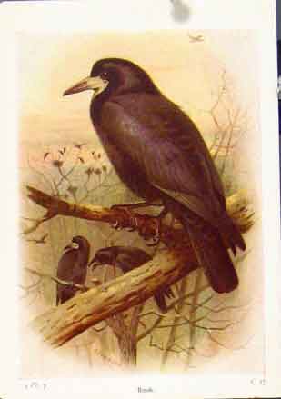 Original Old Vintage Print Birds Color Fine Art Rook Bird C1921 20th Century