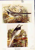 Old Antique Print White Wagtail Pled Shore Lark Lapland Bunting Bird Art