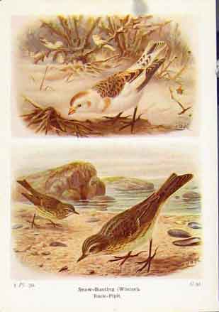 Original Old Vintage Print Snow Bunting Rock Pipit Fine Art C1921 20th Century