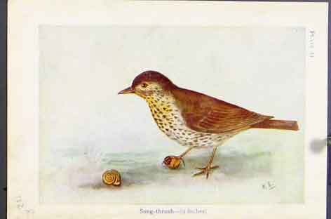 Original Old Vintage Print Song Thrush Missel Birds Color C1920 Art 20th