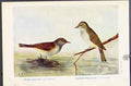 Old Antique Print Hedge Sparrow Spotted Flycatcher Wren Nuthtch Bird Art