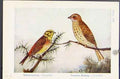 Old Antique Print Birds Yellow Hammer Common Bunting Stonechat Wheatear