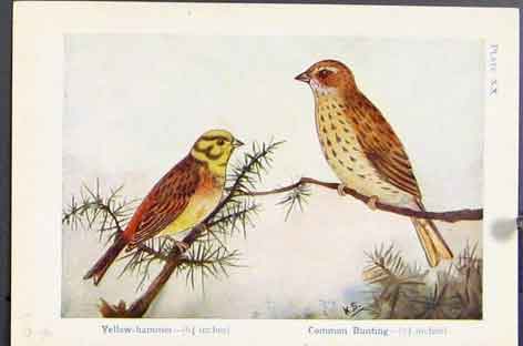 Old Antique Print Birds Yellow Hammer Common Bunting Stonechat Wheatear