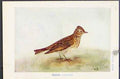 Original Old Vintage Print Skylark Meadow Pipit Rock C1920 Color Art 20th