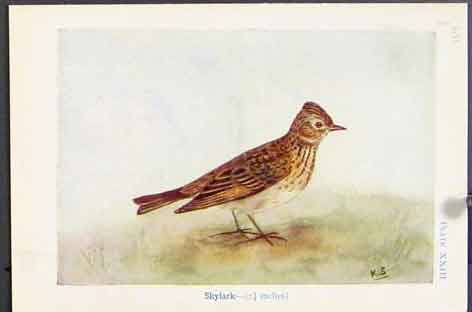 Original Old Vintage Print Skylark Meadow Pipit Rock C1920 Color Art 20th