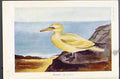 Original Old Antique Print Gannet Blackheaded Gull Common Bird Color