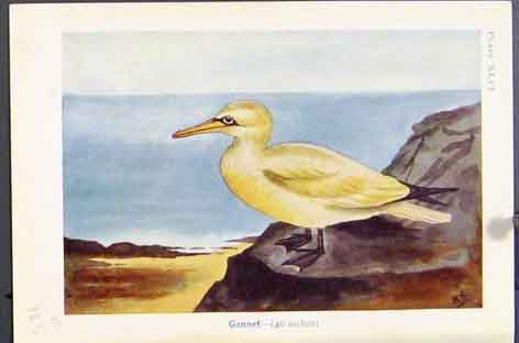 Original Old Antique Print Gannet Blackheaded Gull Common Bird Color
