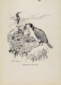 Original Old Vintage Print Birds Sketch Cormaorant Feeding Young C1923 20th