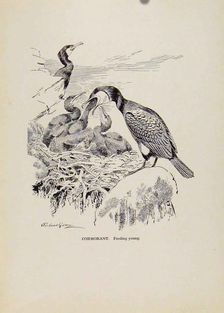 Original Old Vintage Print Birds Sketch Cormaorant Feeding Young C1923 20th