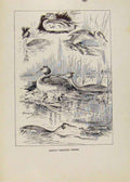 Original Old Vintage Print Etching Crested Crebe Birds C1923 20th Century