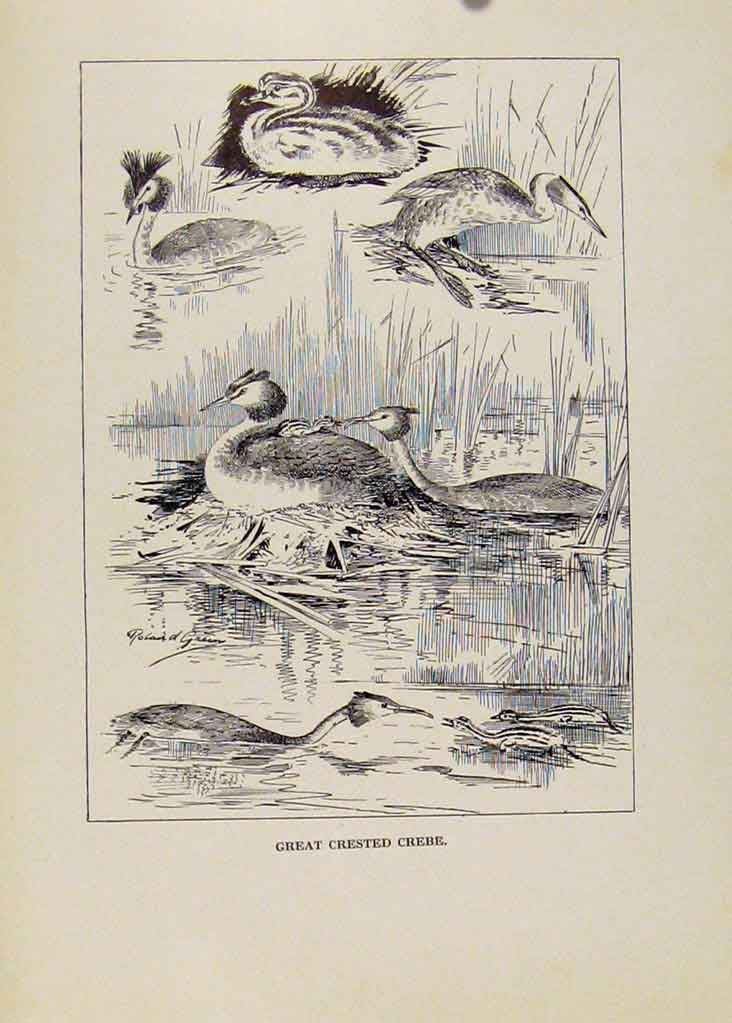 Original Old Vintage Print Etching Crested Crebe Birds C1923 20th Century