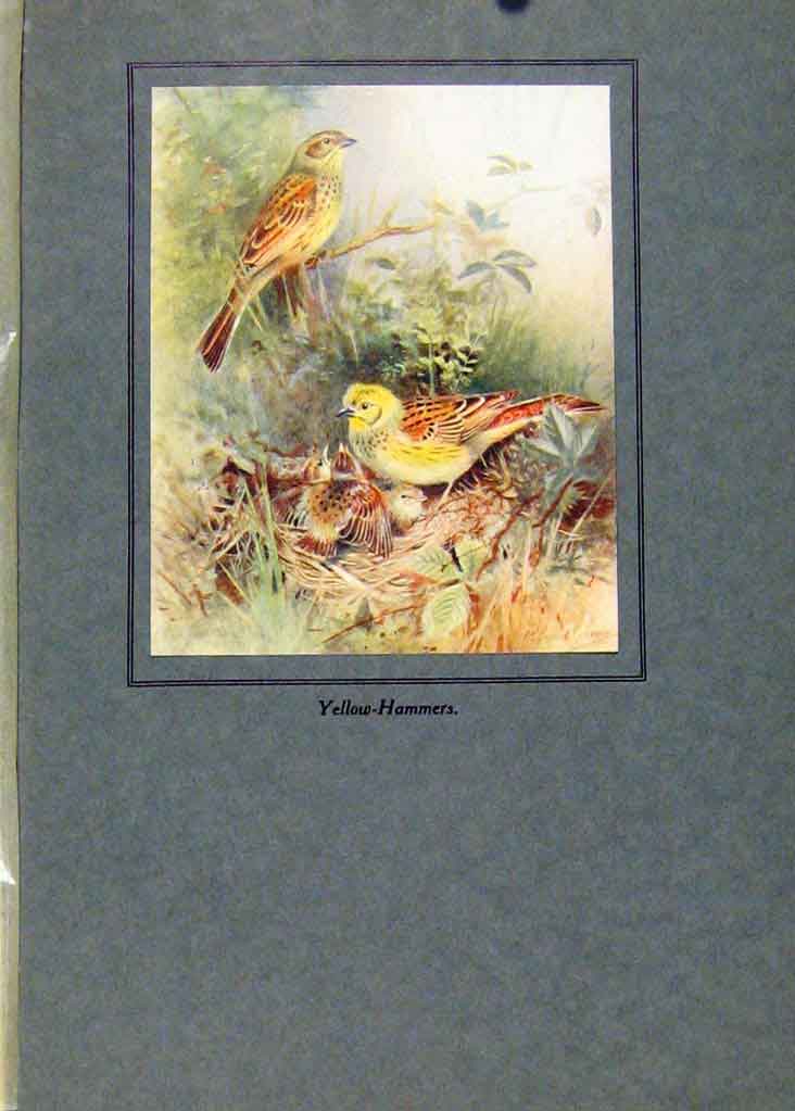 Original Old Antique Print Yellow Hammers Color Fine Art Birds