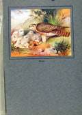Original Old Vintage Print Color Merlin Birds Chicks Best C1923 20th Century
