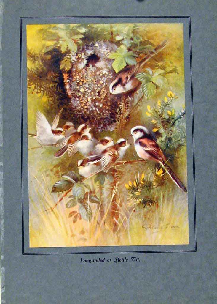 Original Old Antique Print Fine Art Color Long Tailed Bottle Cit Birds