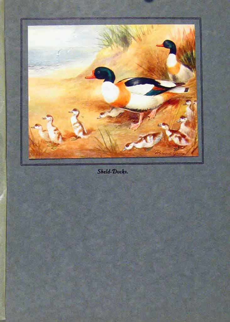 Original Old Vintage Print Color Fine Art Sheld Ducks Birds 1923 20th Century