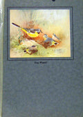 Original Old Antique Print Birds Color Grey Wagtail Fine Art