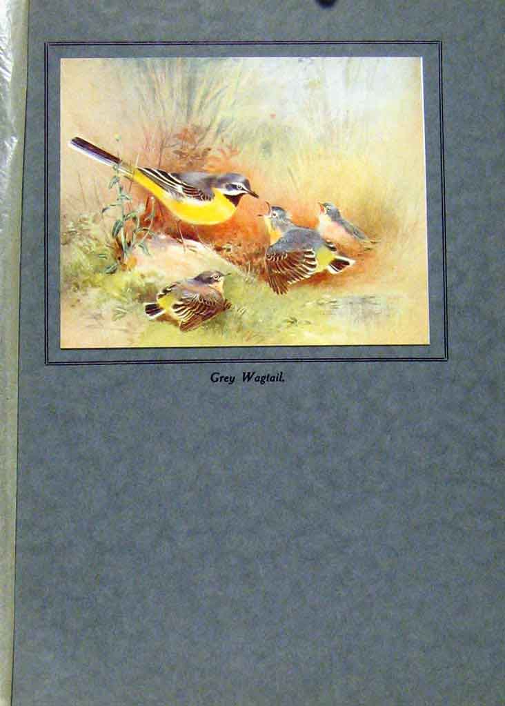 Original Old Antique Print Birds Color Grey Wagtail Fine Art