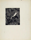 Original Old Antique Print Red Backed Shrike Limited Artist Description Bird
