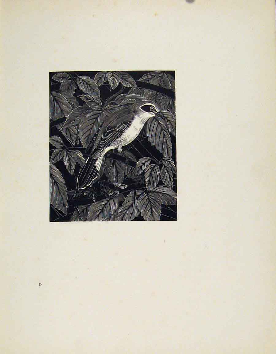 Original Old Antique Print Red Backed Shrike Limited Artist Description Bird