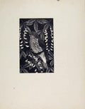 Original Old Antique Print Artist Described Limited Spotted Flycatcher Birds