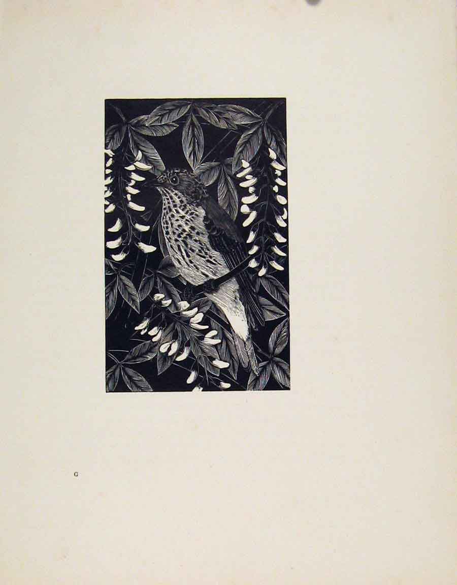Original Old Antique Print Artist Described Limited Spotted Flycatcher Birds