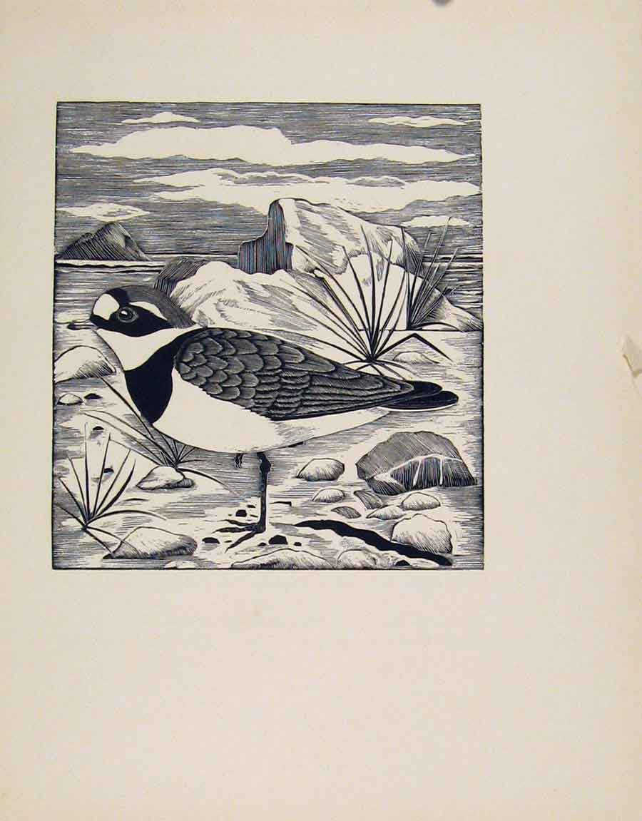 Original Old Antique Print Ringed Plover Limited Ed Edition Artist Editorial