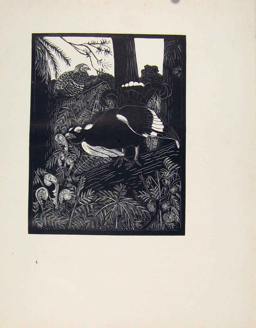 Original Old Antique Print Black Grouse Limited Edition Artist Description 20th