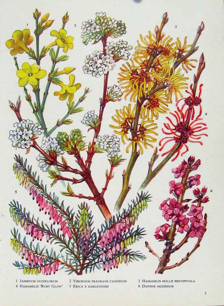 Original Old Antique Print Jasminum Viburnum Hamamelis Daphne Flower Plant