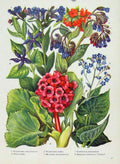 Original Old Vintage Print Plant Flower Pulmonaria Vinca Bergenia C1964 20th