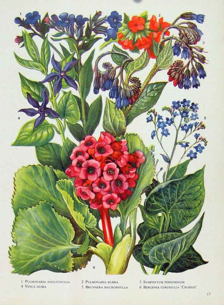 Original Old Vintage Print Plant Flower Pulmonaria Vinca Bergenia C1964 20th