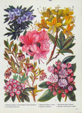 Original Old Antique Print Rhododendron Kalmia Vaccinium Flower Plant Color