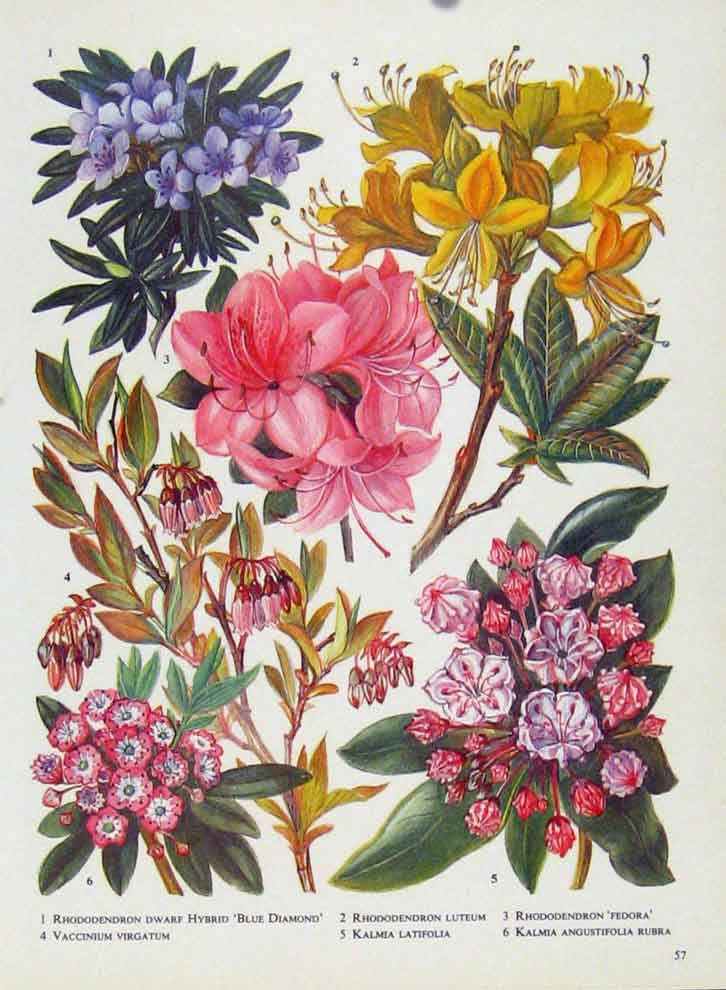 Original Old Antique Print Rhododendron Kalmia Vaccinium Flower Plant Color