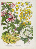 Original Old Antique Print Kolkwitzia Genista Genista Flower Plants Color
