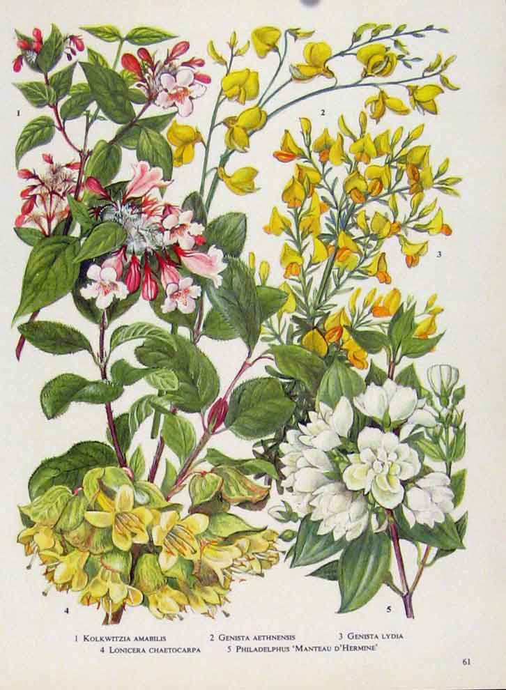 Original Old Antique Print Kolkwitzia Genista Genista Flower Plants Color