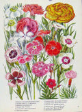 Original Old Antique Print Carnation Musgrave Vanity Pink Color Flower
