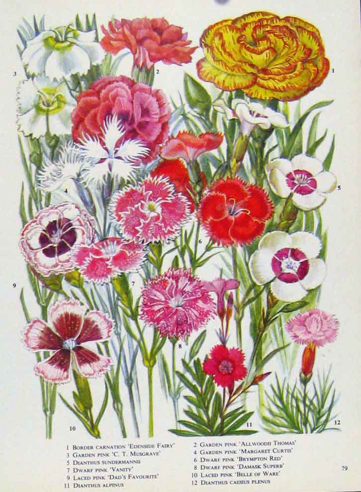 Original Old Antique Print Carnation Musgrave Vanity Pink Color Flower