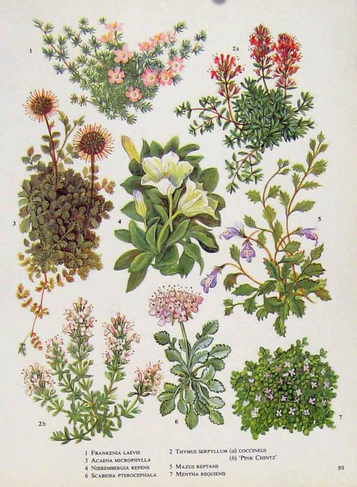Original Old Antique Print Frankenia Acaena Fine Art Flower Plant Color