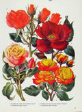 Original Old Antique Print Floribunda Hybrid Fine Art Flower Plant Color