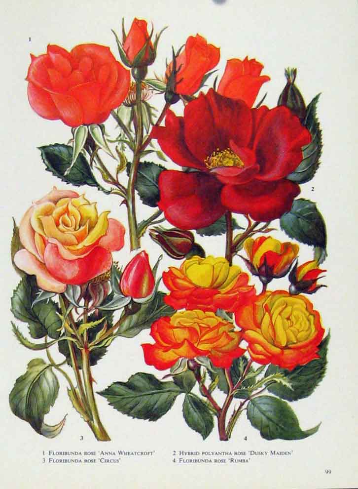 Original Old Antique Print Floribunda Hybrid Fine Art Flower Plant Color