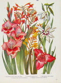 Original Old Antique Print Gladiolus Curtonus Acidanthera Plant Flower Color