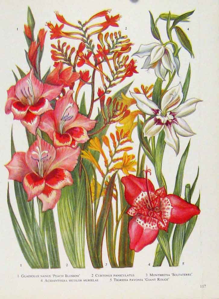 Original Old Antique Print Gladiolus Curtonus Acidanthera Plant Flower Color