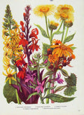 Original Old Vintage Print Ligularia Lobelia Flowers Plants Color C1964 20th
