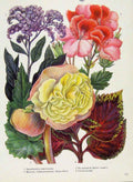 Original Old Vintage Print Heliotropium Coleus Plant Flower Color C1964 20th