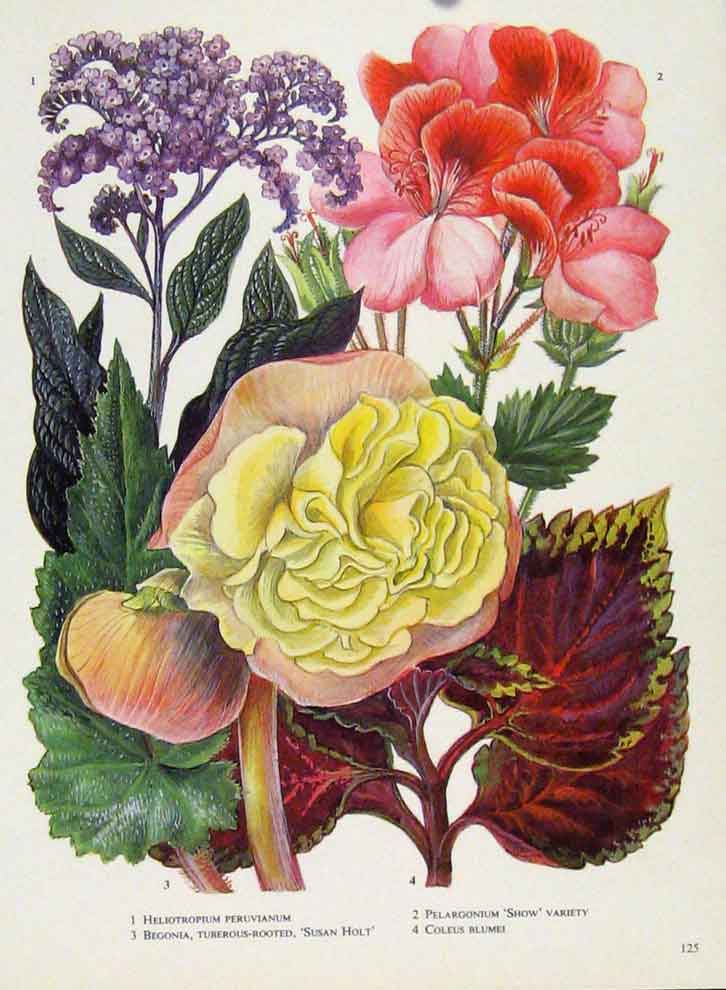 Original Old Vintage Print Heliotropium Coleus Plant Flower Color C1964 20th