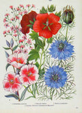 Original Old Vintage Print Gypsophila Malope Plants Flowers Color C1964 20th