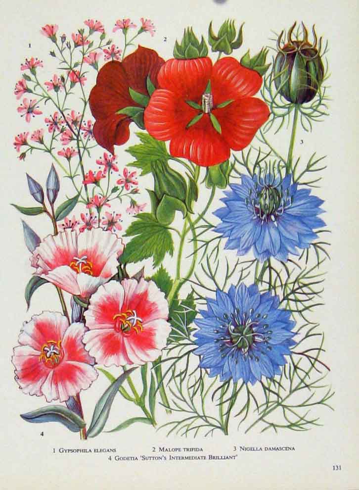 Original Old Vintage Print Gypsophila Malope Plants Flowers Color C1964 20th