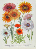 Original Old Antique Print Gazania Arctotis Color Fine Art Flower Plant