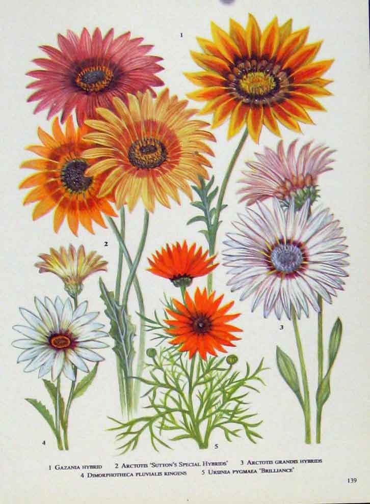 Original Old Antique Print Gazania Arctotis Color Fine Art Flower Plant