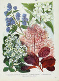 Original Old Antique Print Ceanothus Hoheriaw Escallonia Rhus Flower Color